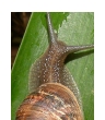 Pests: Snails and Slugs